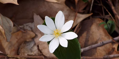 Mother\u2019s Day Wildflower Hike
