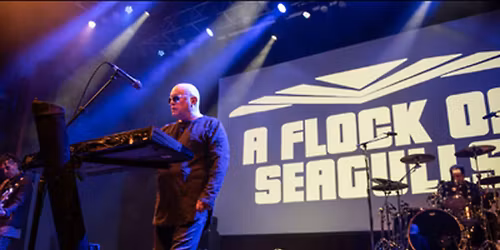 Parking A Flock of Seagulls