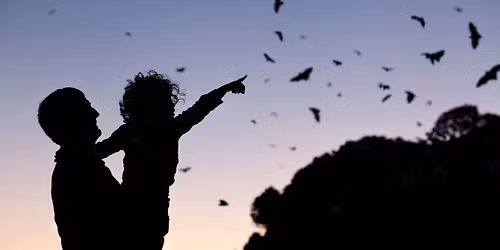 Nocturnal Wildlife Walk