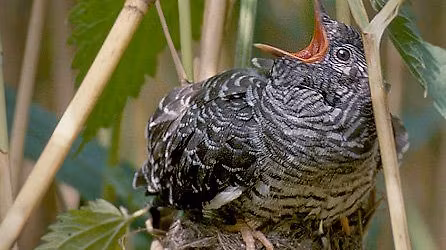 F.I.S.H. - Nature's Tricksters