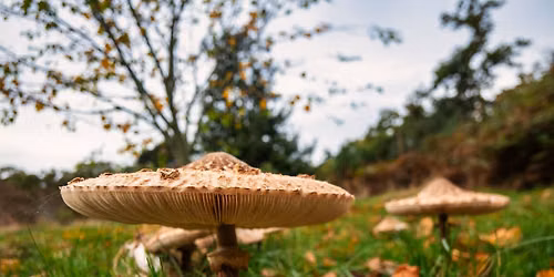 Fabulous fungi on Brownsea Island