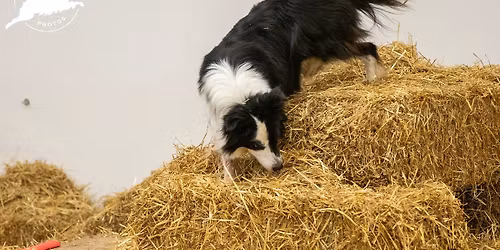 Rat Camp at Richland Co Kennel Club