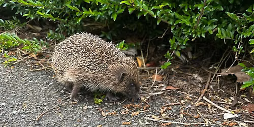 Hedgehog Monitoring Project Forest Farm