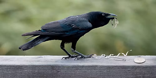 Crow Party at the Soda Fountain!