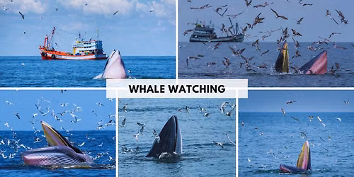 Whale Watching
