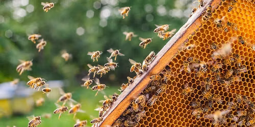 Curious About Beekeeping?
