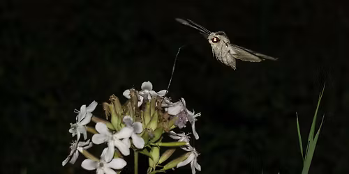 Garden Pollinators at Dusk