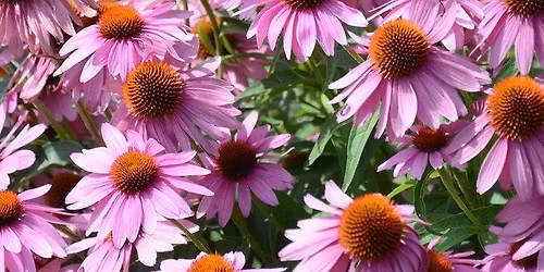 Ethnobotany class\/walk