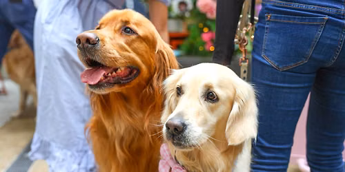 GOLDEN RETRIEVER CAFE - BIRMINGHAM