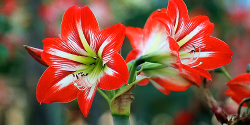 Amaryllis Centerpiece Workshop in Raleigh