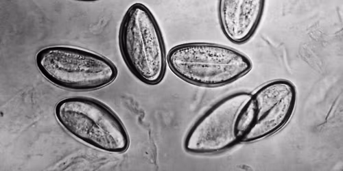 SMARTER PARASITE MANAGEMENT THROUGH WORM EGG COUNTING (WEC)