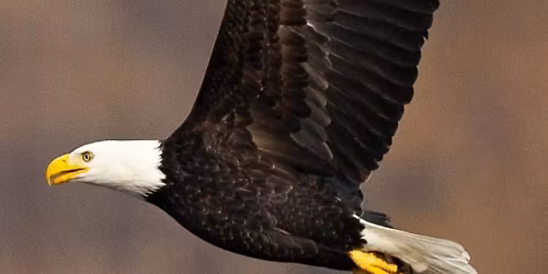 Eagle Gosport