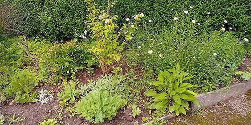 Limes Allotments Plant Sale
