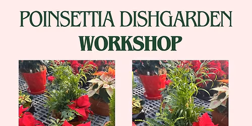 Poinsettia Dish garden Workshop