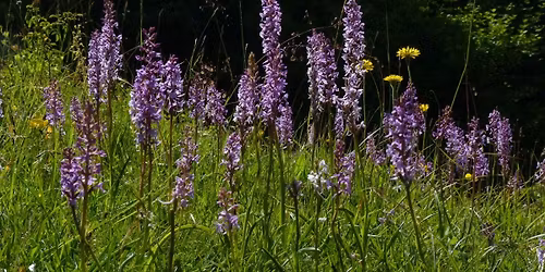 Annual Orchid Count - Aston Clinton Ragpits, Saturday 13 June