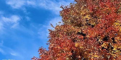 Photography Workshop: Hues of Red and Gold in the Garden