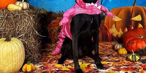 Halloween Puppy Costume Party