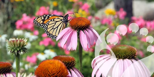 SEMINARAS \u201eNat\u016bralistinio \u017eeldinimo pagrindai\u201c