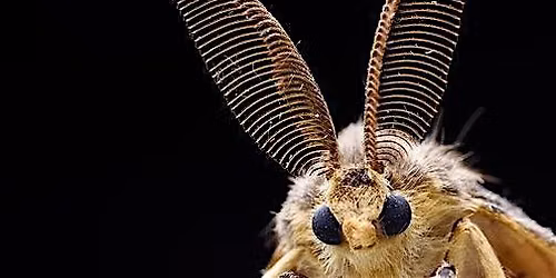 Moth Madness: Moth Observing on the Mount Vernon Trail