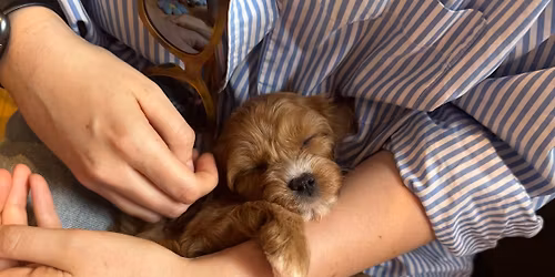 Labradoodle Puppy Therapy Sheffield