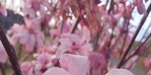 'Blooming Magnolia', Arboretum and History Walk