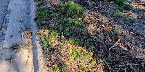 Railroad Bed Native Plant Restoration