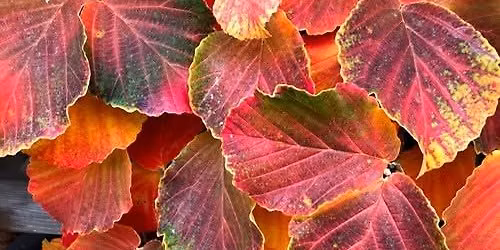  Gardening with the Seasons: Fall (in-person)
