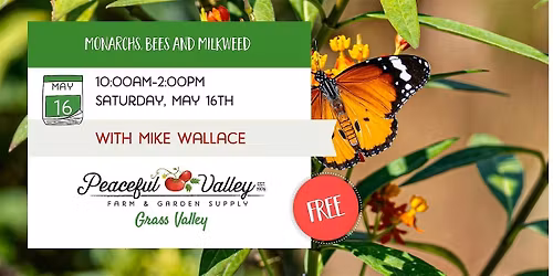 Monarchs, Bees and Milkweed