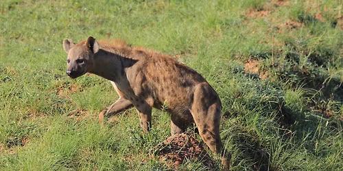 Red Chilli 3 Day Big 5 Safari @ $445 pp