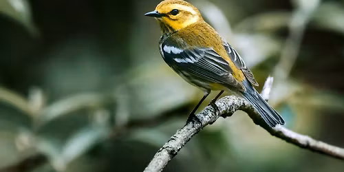 Warbler Wwalk