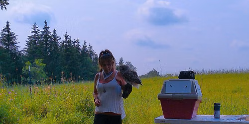 Wonder Wednesday: Raptor Mania