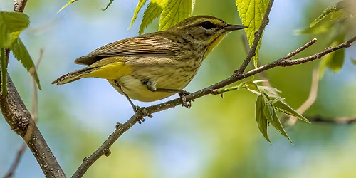 Spring Bird Migration Outing