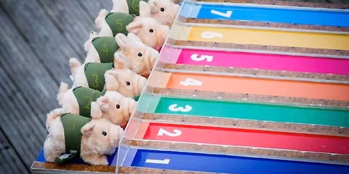 Pig Racing Night