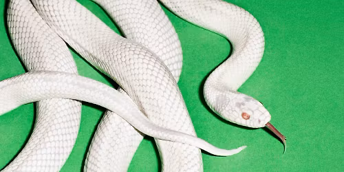 Deftones, Denzel Curry, Drug Church in Forest (Bruxelles)