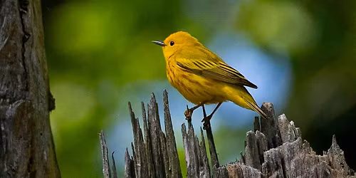 Birding with Pride