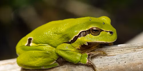 L\u00f8vfr\u00f8er ved Antvorskov