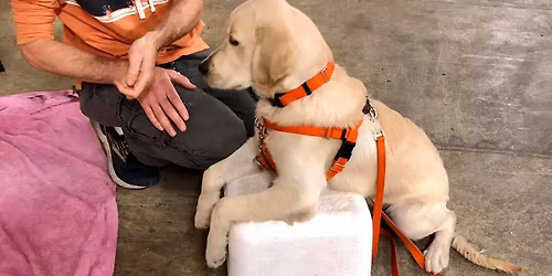 Canine Basic Manners - Next Level (with Kris Snider)