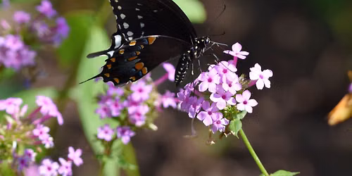 Butterfly Walk at Willowsford