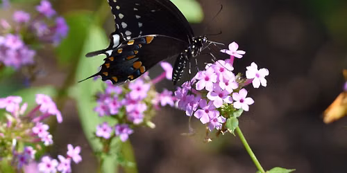 Butterfly Walk at Willowsford