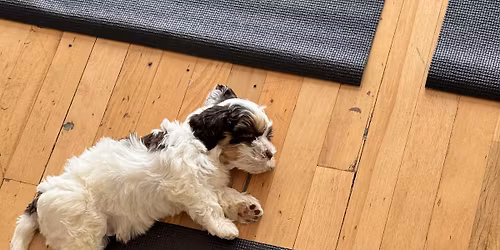 Puppy Yoga USA - Chicago