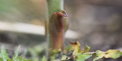 Nature in Your Neighborhood: Springing to Life