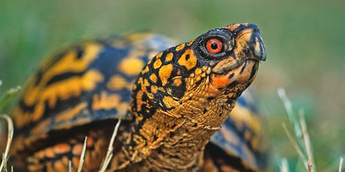 Lunch & Learn: Box Turtle Telemetry Community Science Project