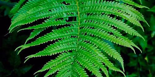 Spirits of Nature Workshop