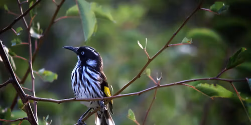 Earth Time Winter 2026: Bird Language and Expanded Awareness