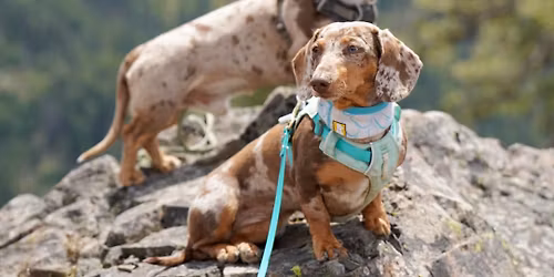 Wiener Dog Meet & Greet at the Brewery \ud83d\udc3e\ud83c\udf7a