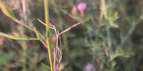 Milkweed Poetry Workshop 