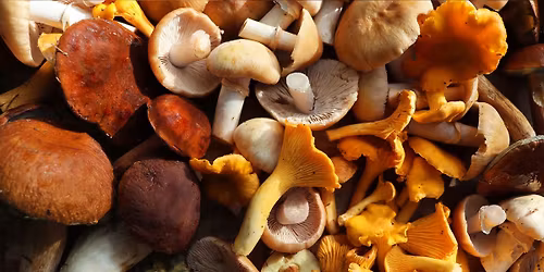 Growing & Crafting Mushroom Extracts with Hansen's Harvest