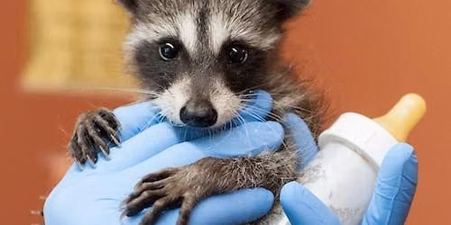 Raccoons