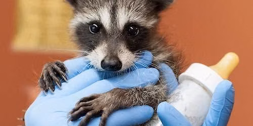 Raccoons