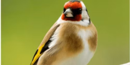 Spring Birding Essentials: An Intro to eBird, Merlin, Bird Calls, Migration, & Birding Hotspots